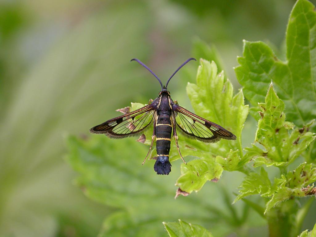 Currant Clearwing - Damian Money