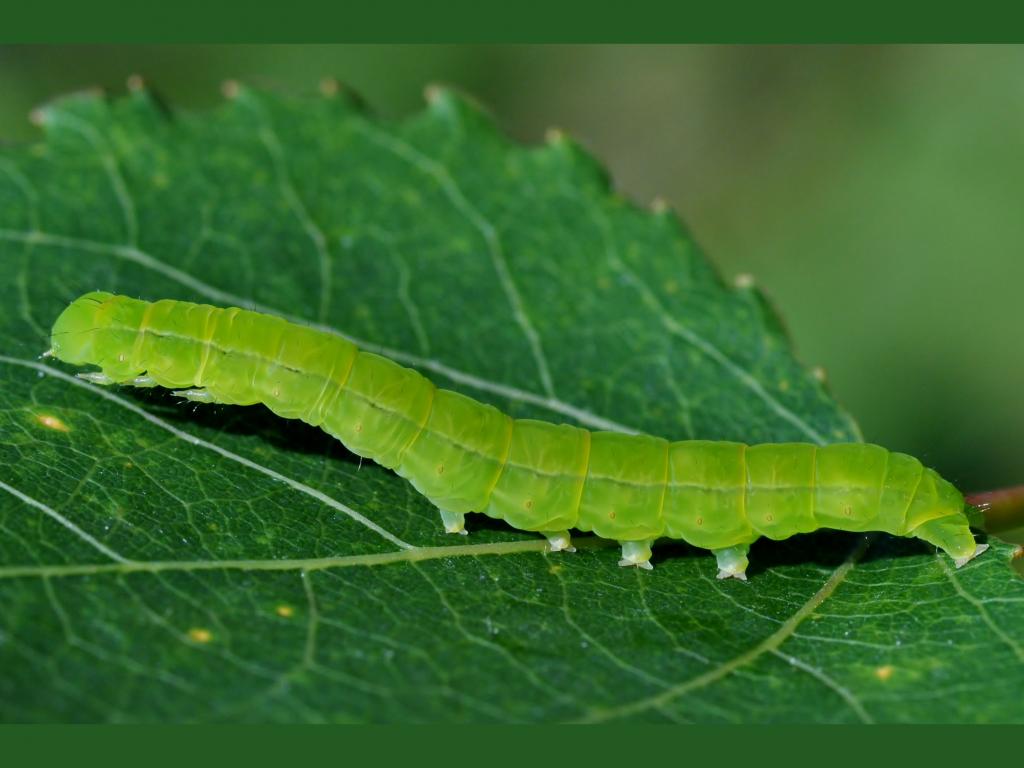 Herald (caterpillar) - zebart (flickr)