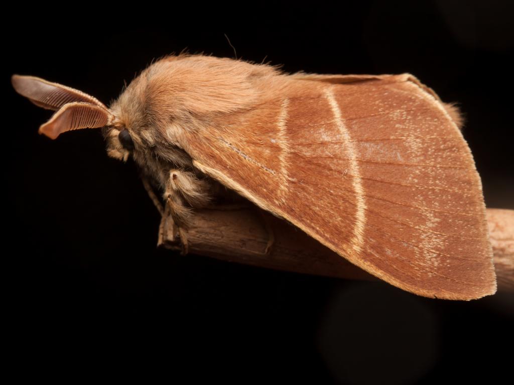 Fox moth - Tapio Kujala