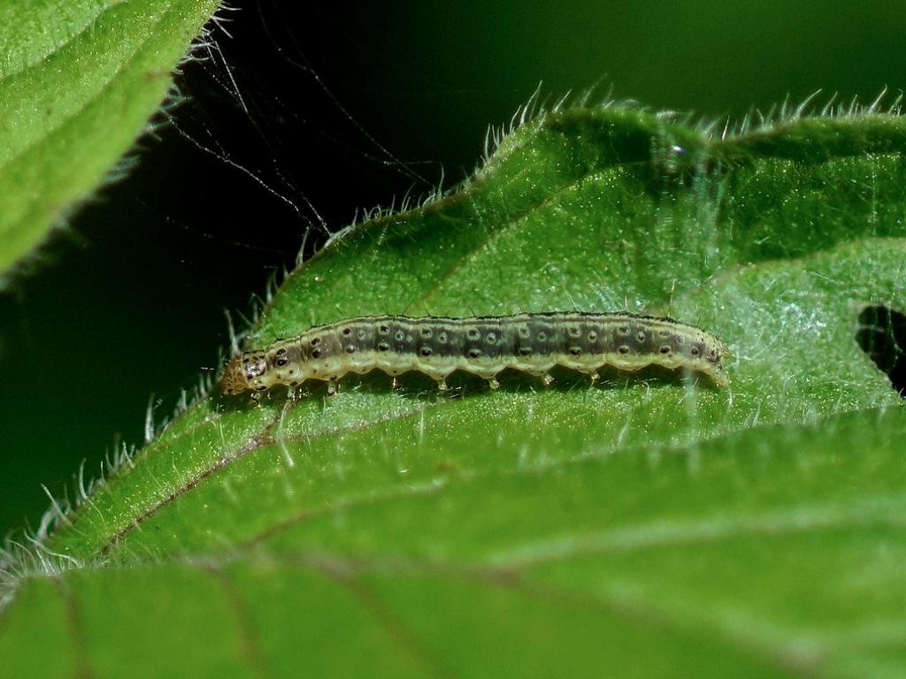 Mint moth (caterpillar) - creaturesnapper