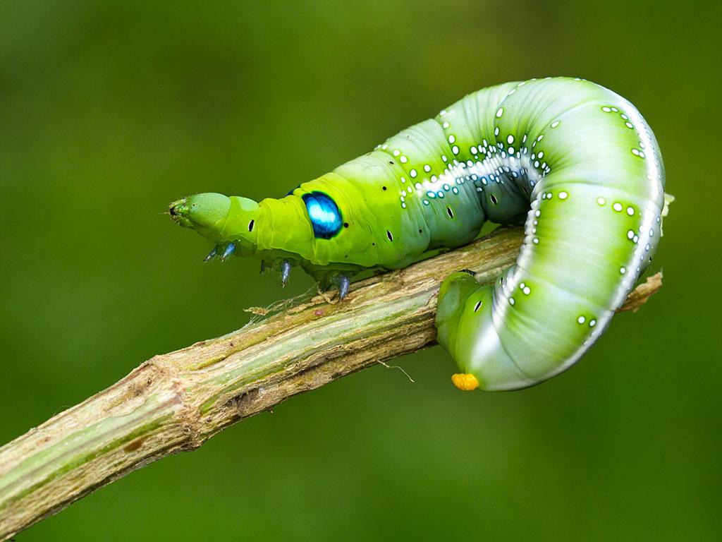Oleander Hawk-moth (caterpillar) - Tamás Nestor