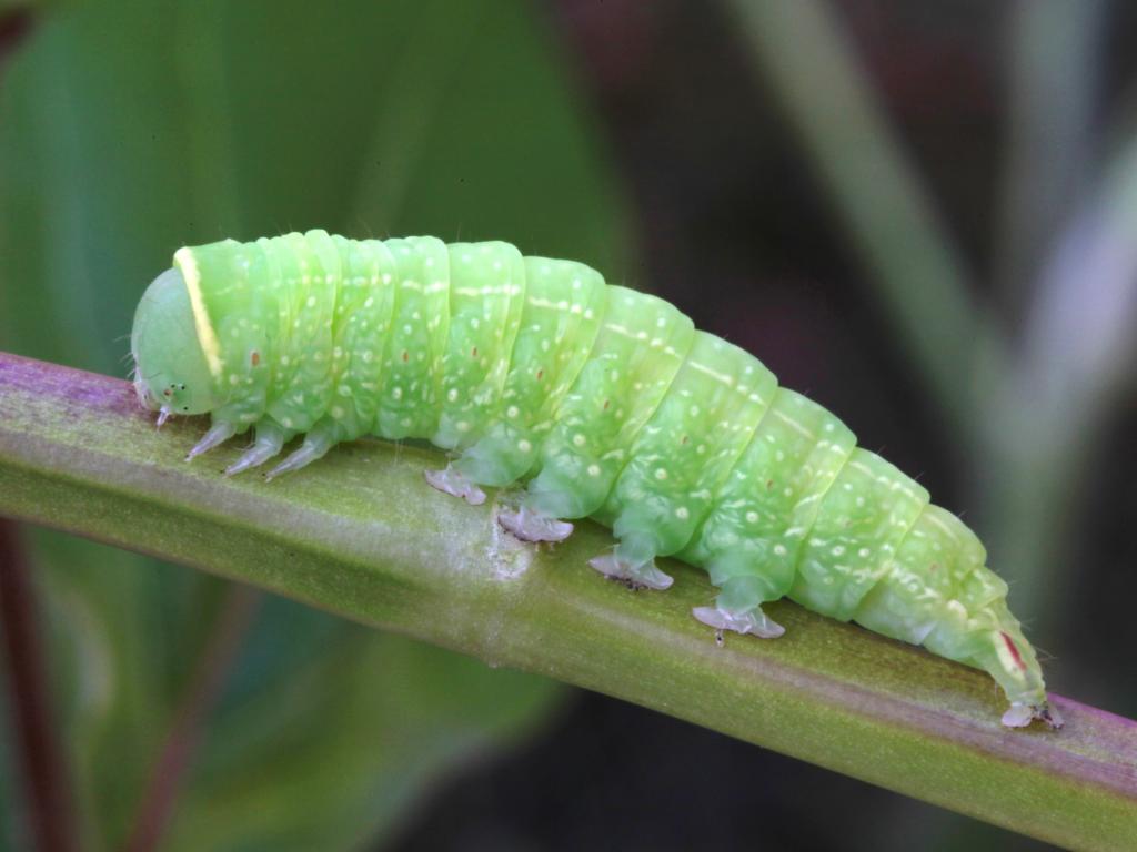 Green Silver-lines (caterpillar) - Garry Barlow
