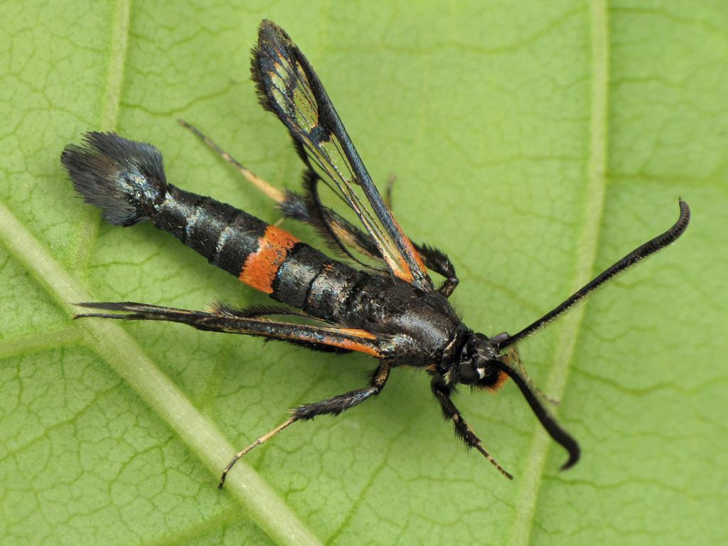 Large Red-belted Clearwing - Ryszard Szczygieł