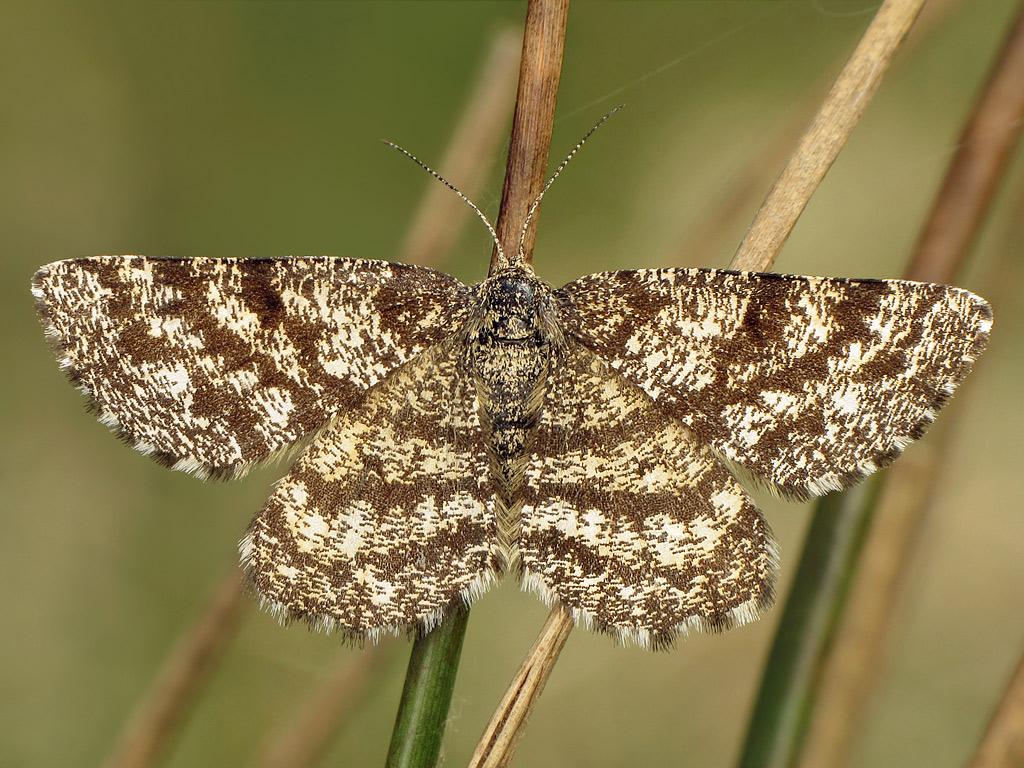 Common Heath (female) - Ryszard Szczygieł