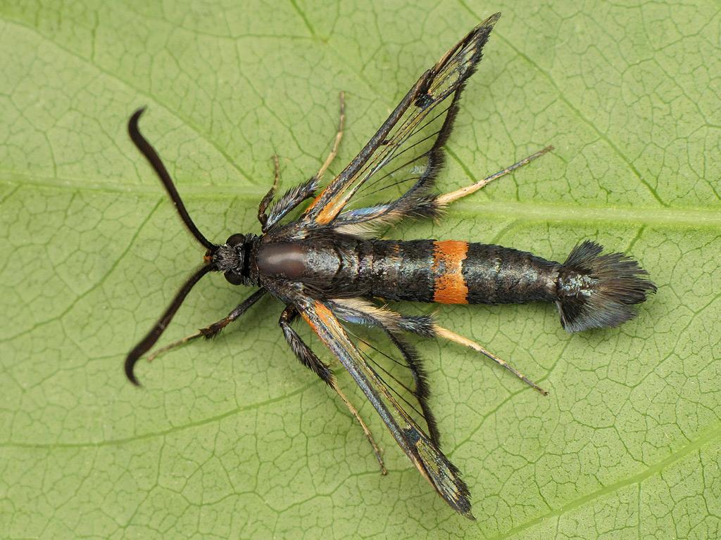 Large Red-belted Clearwing - Ryszard Szczygieł