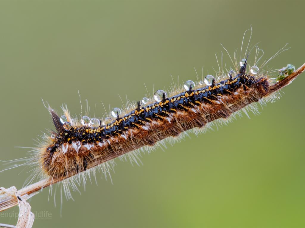 Drinker (caterpillar with dew) - Heath McDonald