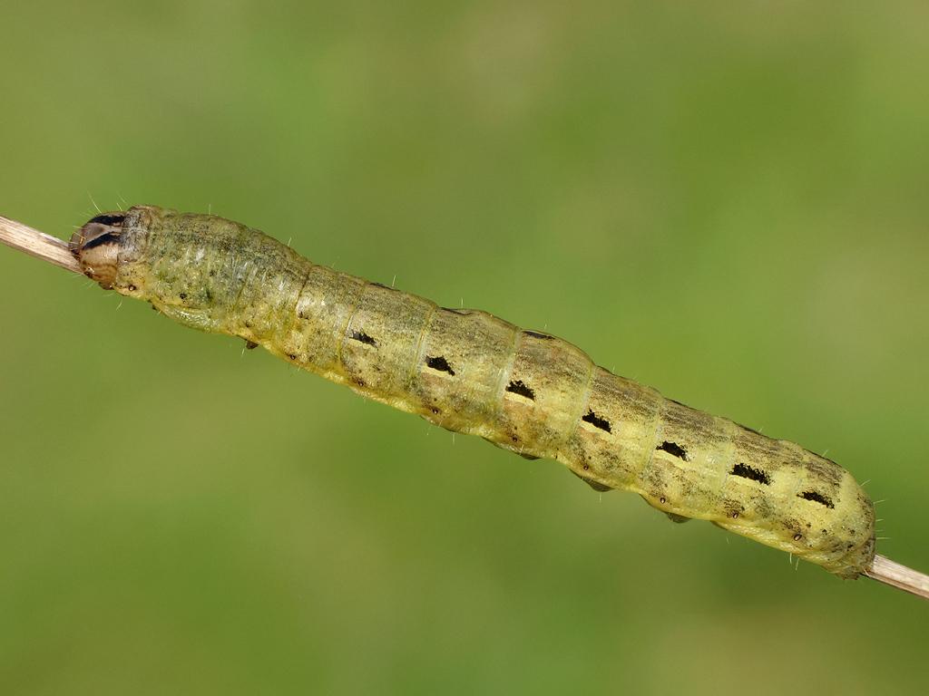 Large Yellow Underwing (caterpillar) - Ryszard Szczygieł