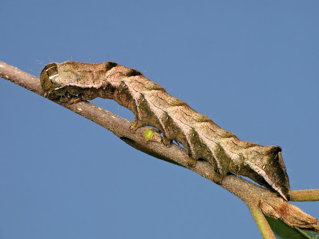 Dot Moth (caterpillar) - Ryszard Szczygieł