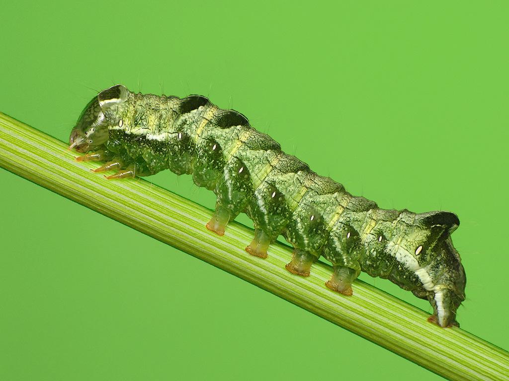 Dot Moth (caterpillar) - Ryszard Szczygieł