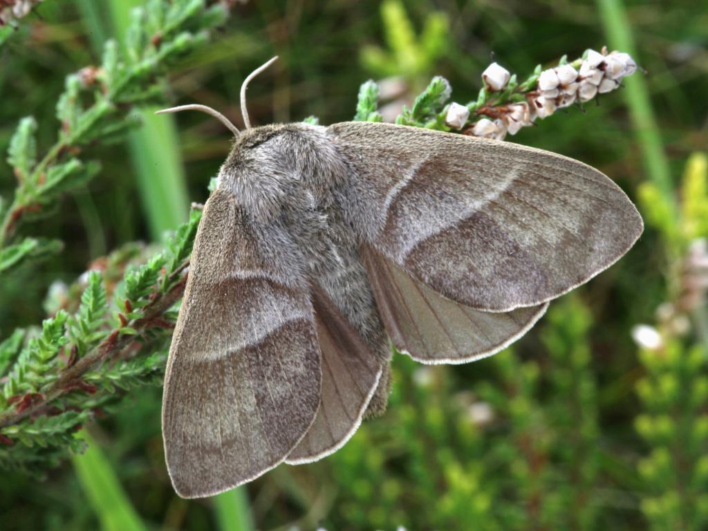 Fox moth (female) - Garry Barlow