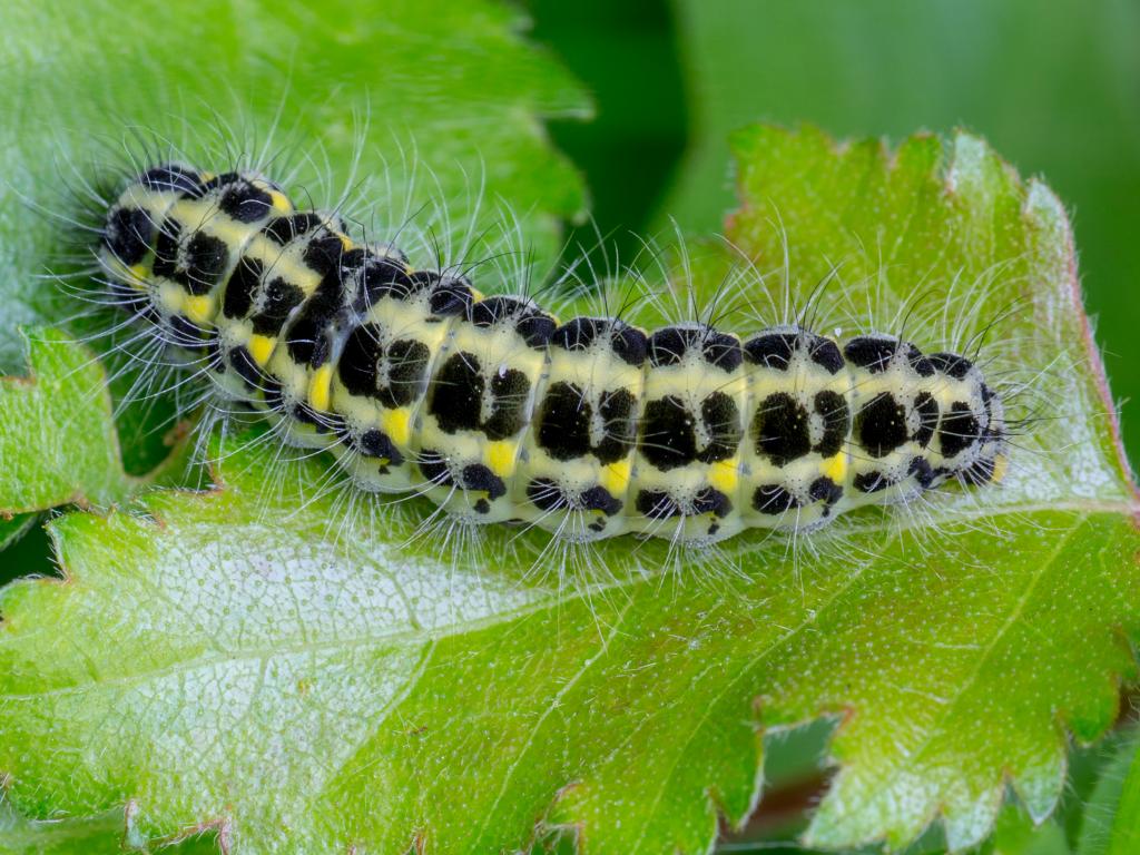 Narrow-bordered Five-spot Burnet (caterpillar) - Derek Parker