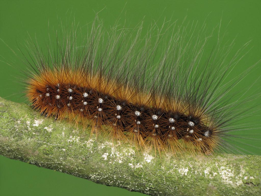 Garden Tiger (caterpillar) - Ryszard Szczygieł