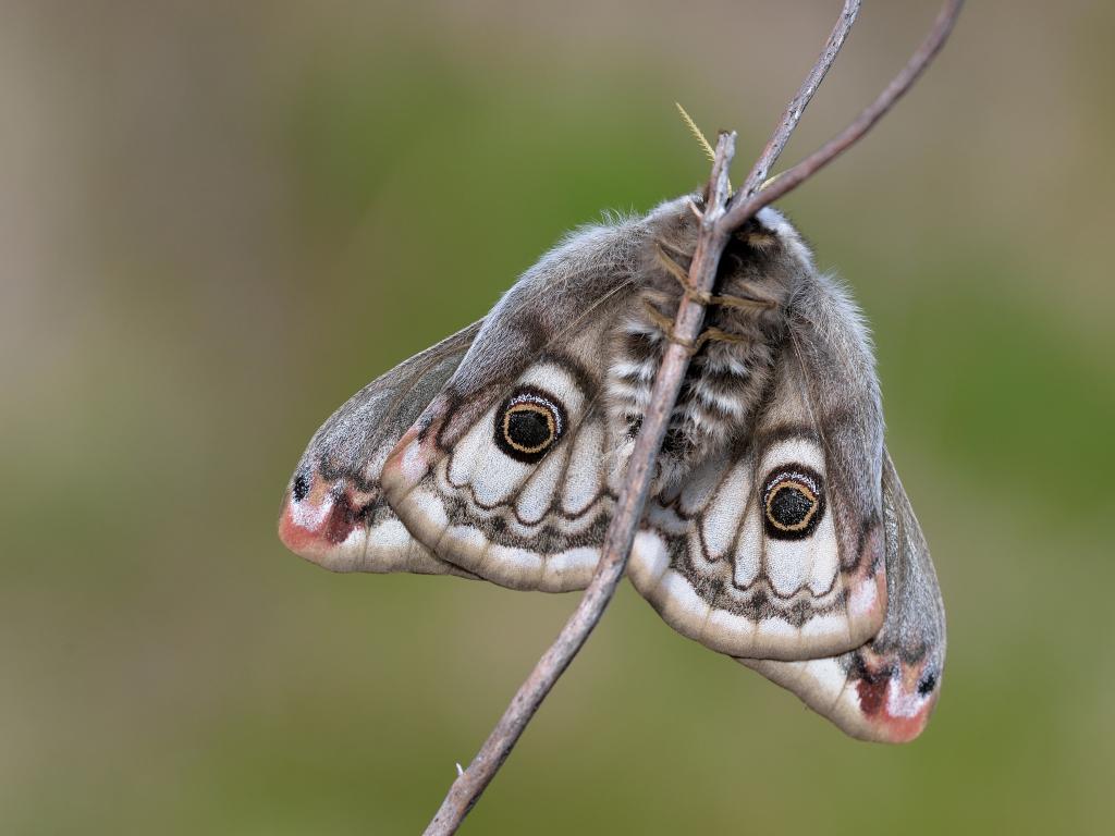 Emperor moth (female /underwing) - Bob Eade