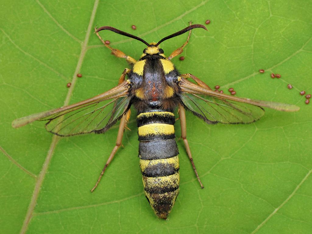 Hornet moth (female/eggs) - Ryszard Szczygieł