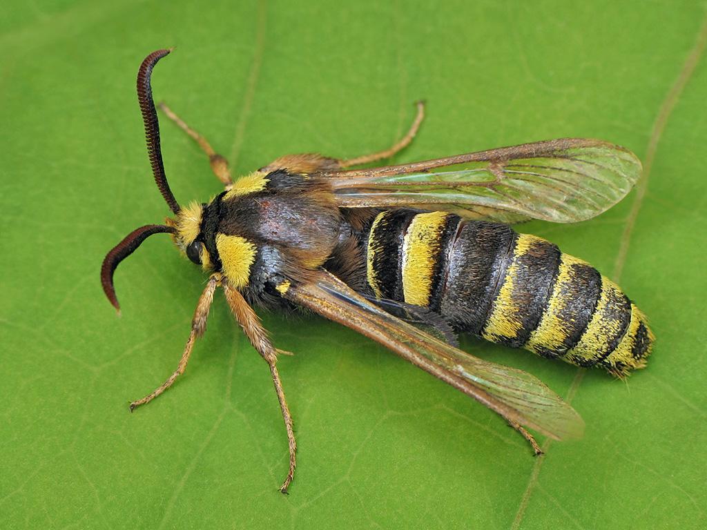 Hornet moth - Ryszard Szczygieł