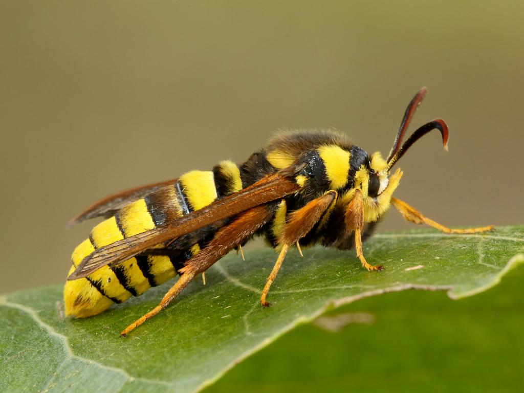 Hornet moth - Iain Leach