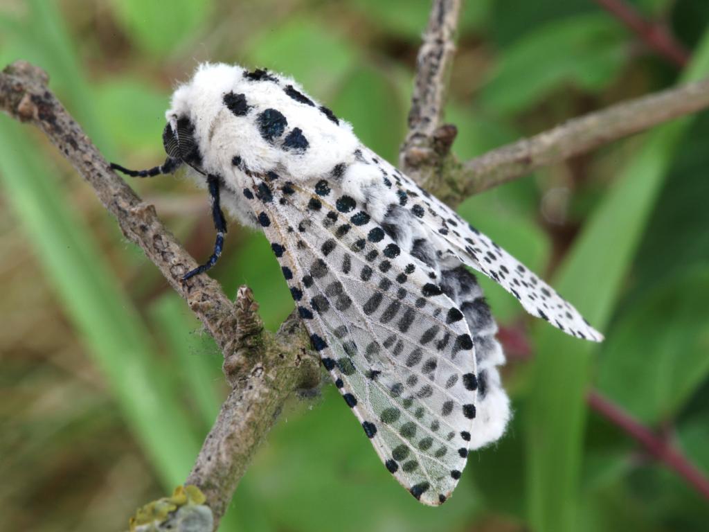Leopard Moth - Garry Barlow