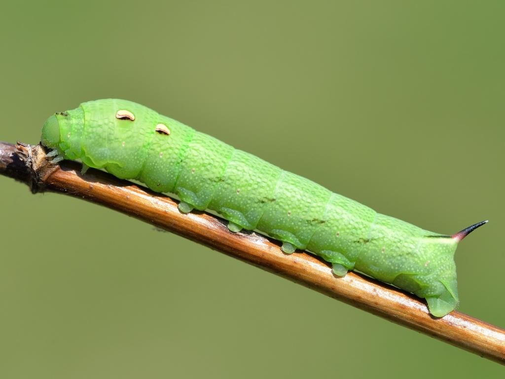 Elephant Hawk-moth (caterpillar/green form) - Bob Eade
