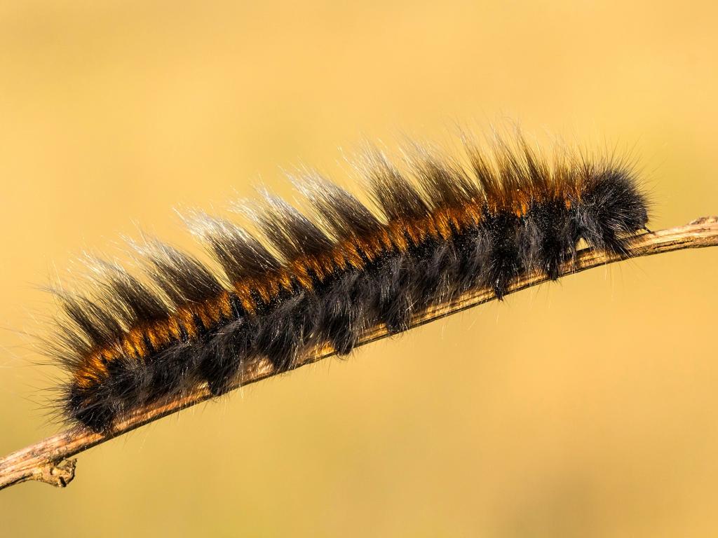 Fox moth (caterpillar) - Tamás Nestor