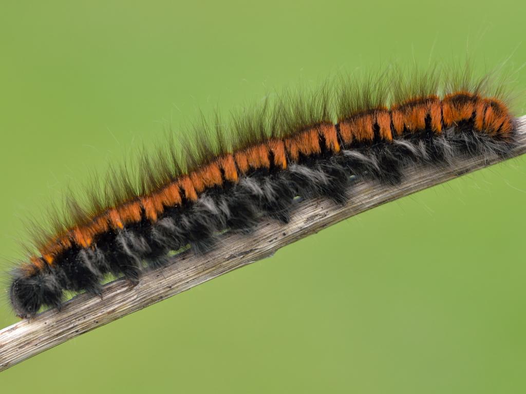 Fox moth (caterpillar) - Bob Eade