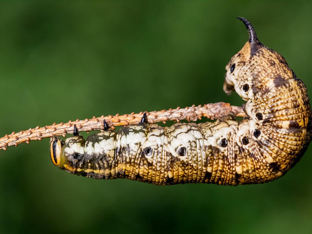 Convolvulus Hawk-moth (caterpillar) - Adam Gor