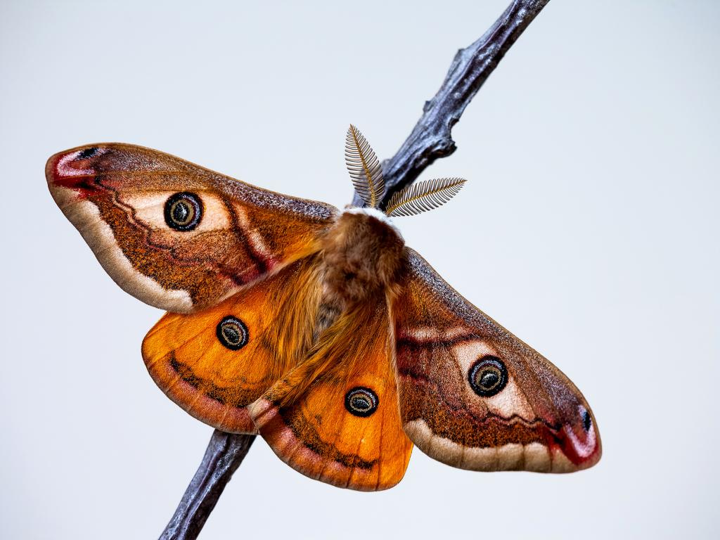 Emperor moth (male) - Adam Gor