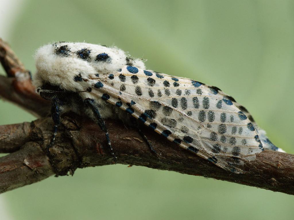 Leopard Moth (male) - Ilia Ustyantsev
