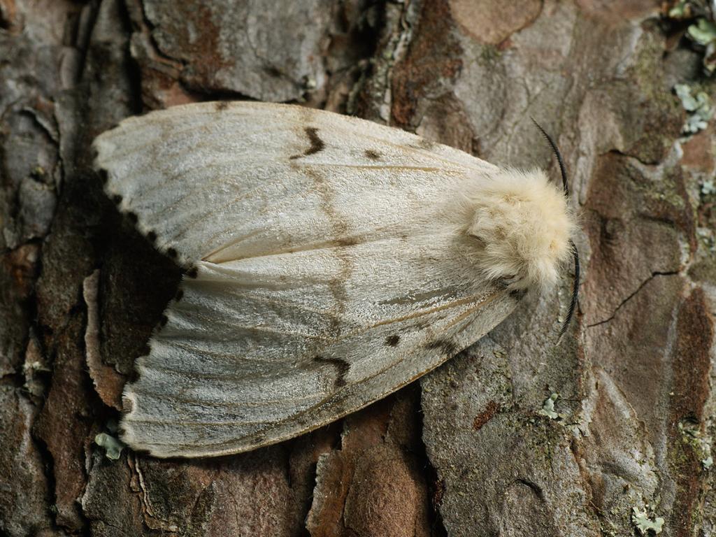 Gypsy moth (female) - Ilia Ustyantsev