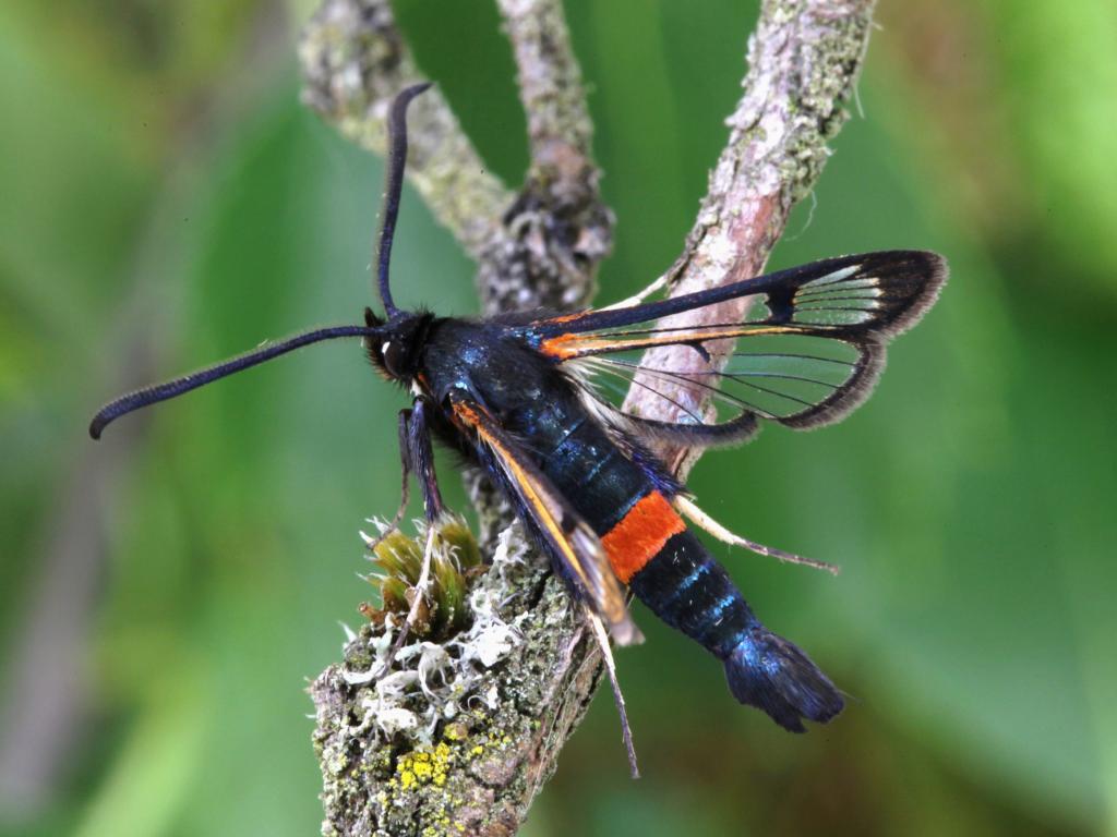 Large Red-belted Clearwing - Garry Barlow