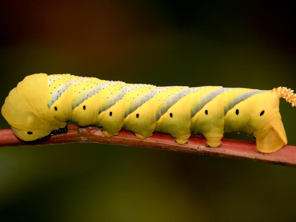 Death’s-head Hawk-moth (caterpillar) - Sam Whitfield