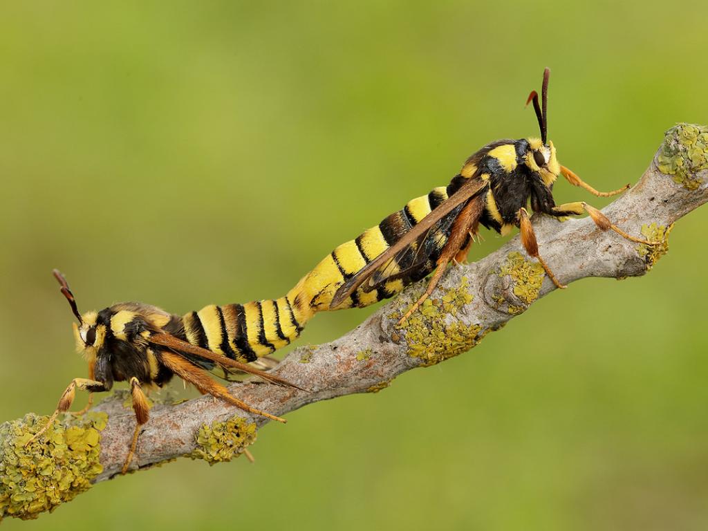 Hornet moth (male & female) - Iain Leach