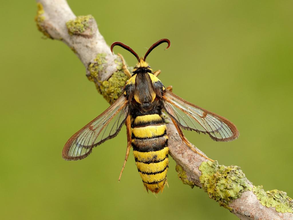 Hornet moth (female) - Iain Leach