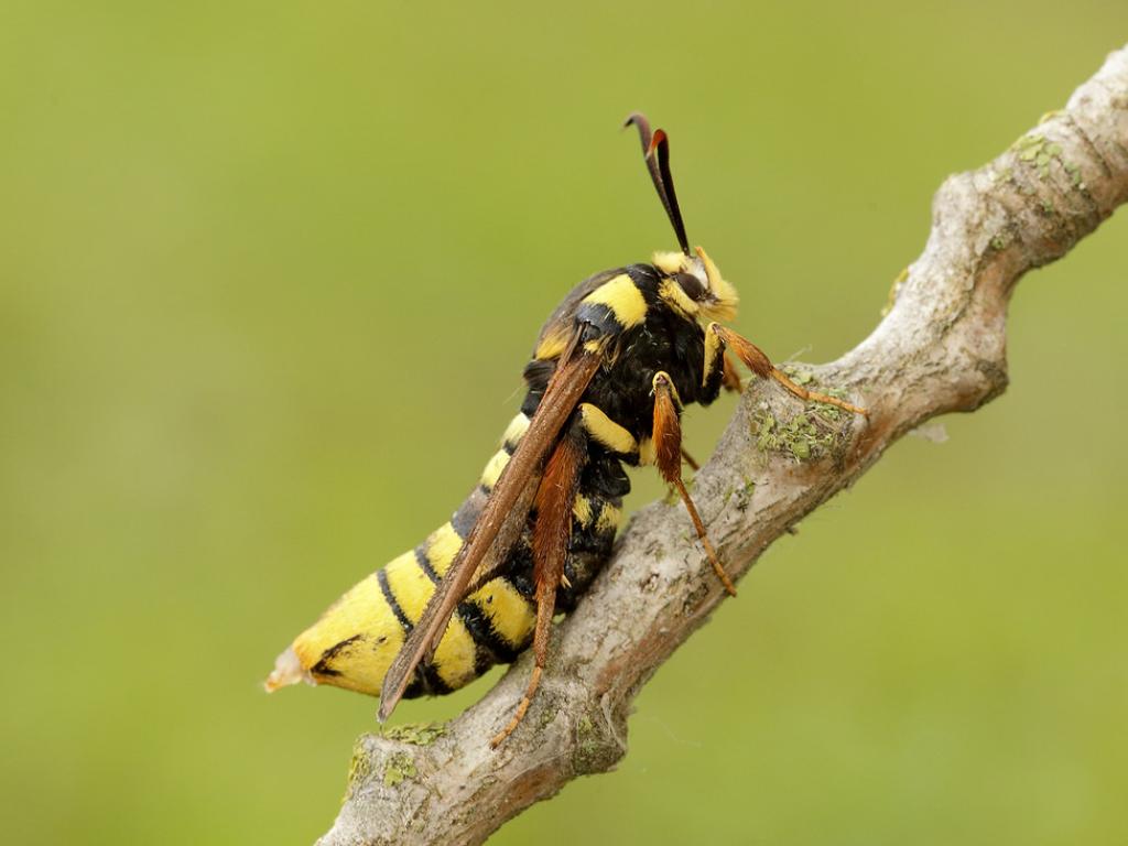 Hornet moth (female/Releasing pheromone) - Iain Leach