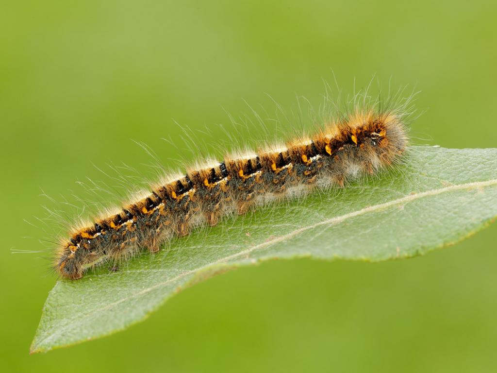 Oak Eggar (caterpillar) - Iain Leach