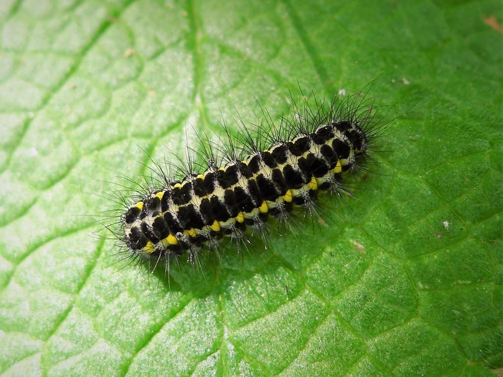 Five-spot Burnet (caterpillar) - gailhampshire