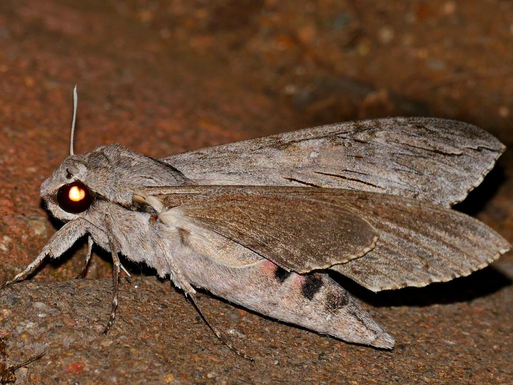 Convolvulus Hawk-moth (underwing) - Bernard Dupont