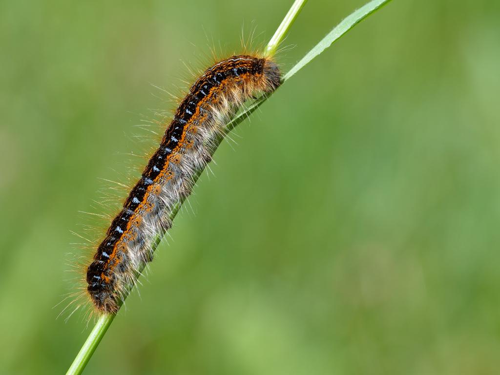 Ground Lackey	(caterpillar) - Bob Eade