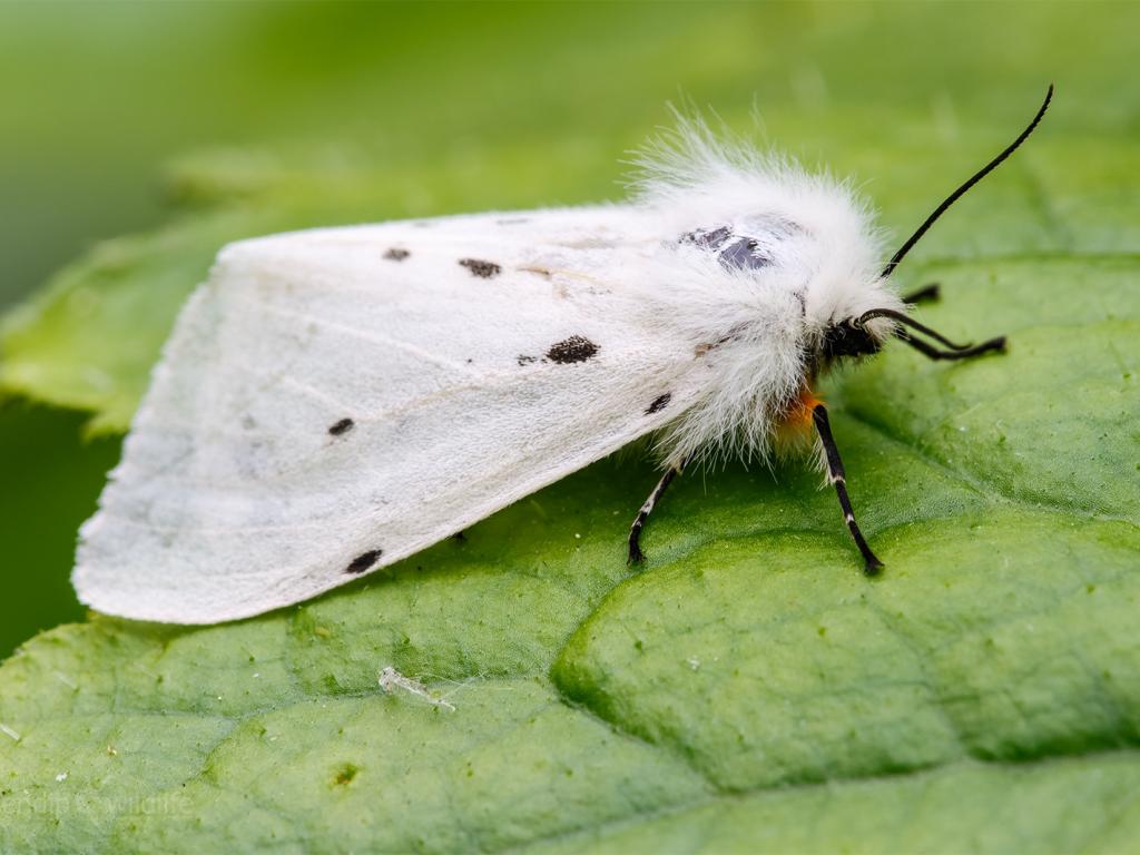 Muslin Moth (female) - Heath McDonald