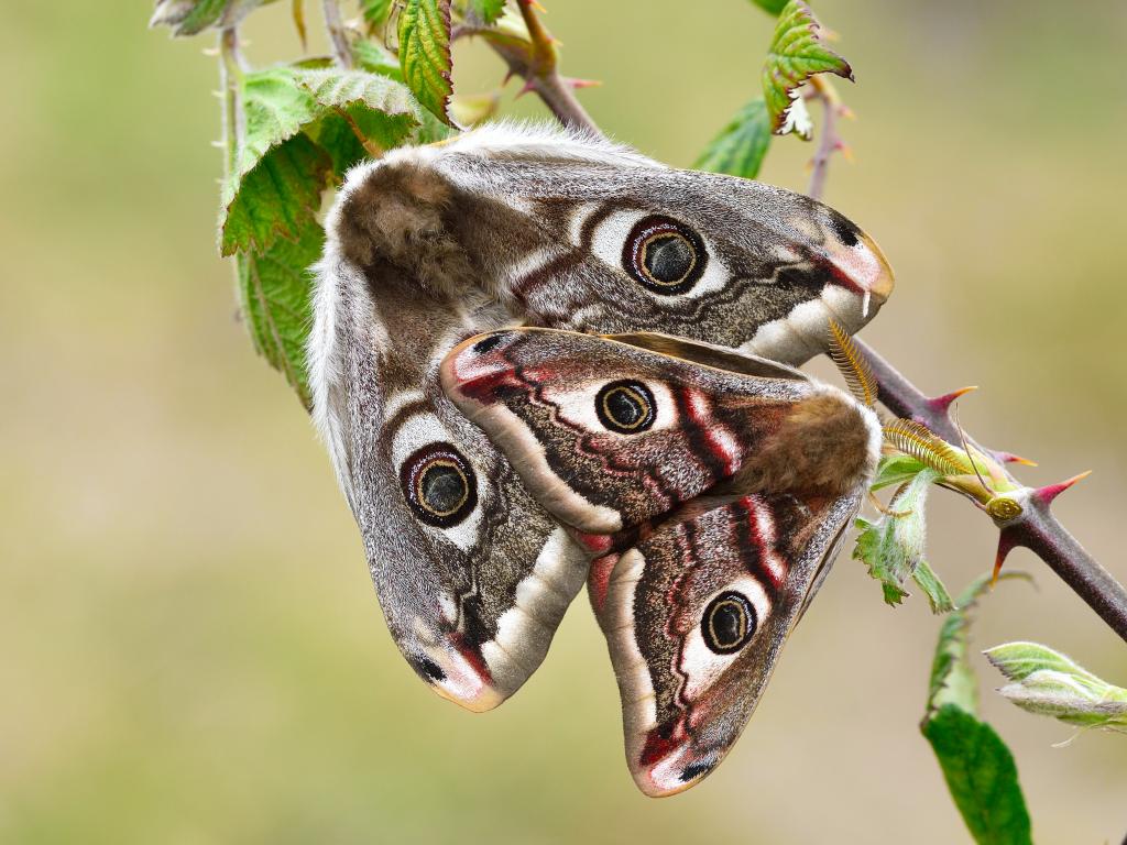 Emperor moth (female & male) - Bob Eade