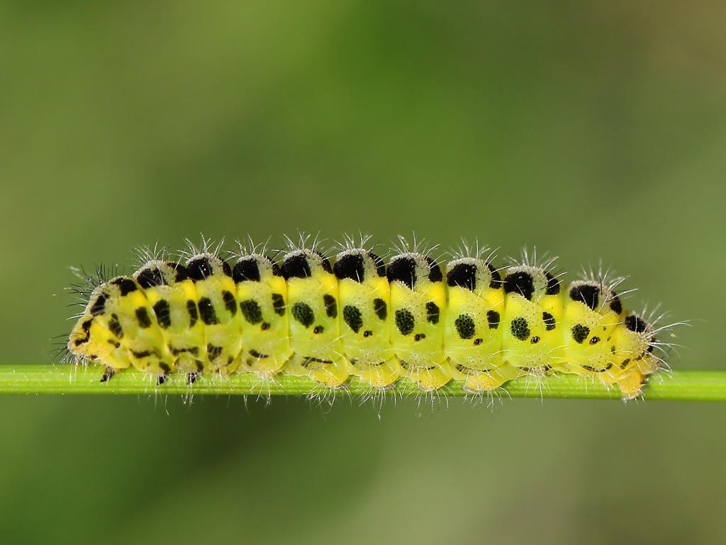 Five-spot Burnet (caterpillar) - Ann Collier