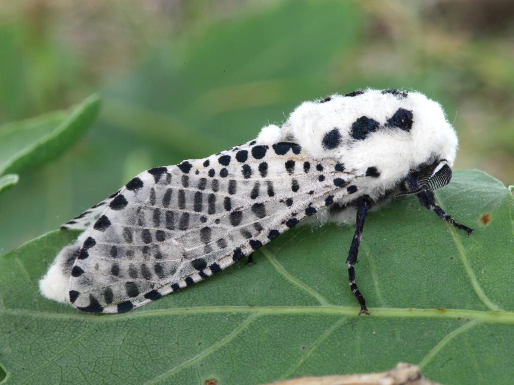 Leopard Moth - Garry Barlow