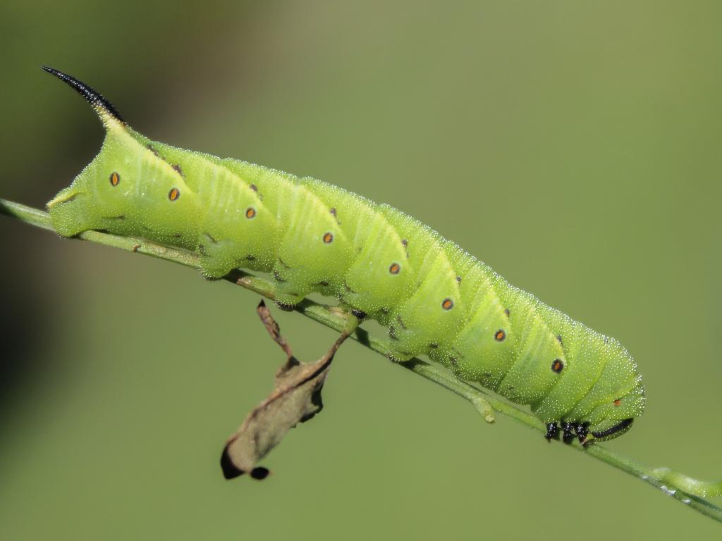 Convolvulus Hawk-moth (caterpillar) - Marcell Kárpáti