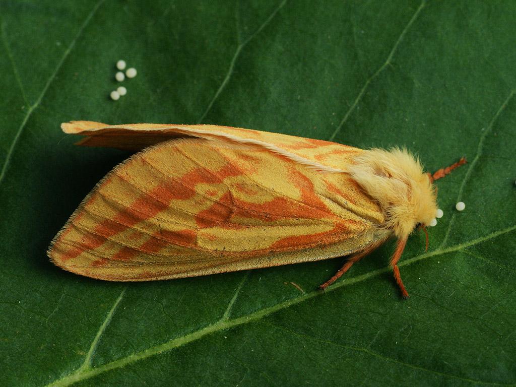 Ghost moth (female/eggs) - Ilia Ustyantsev