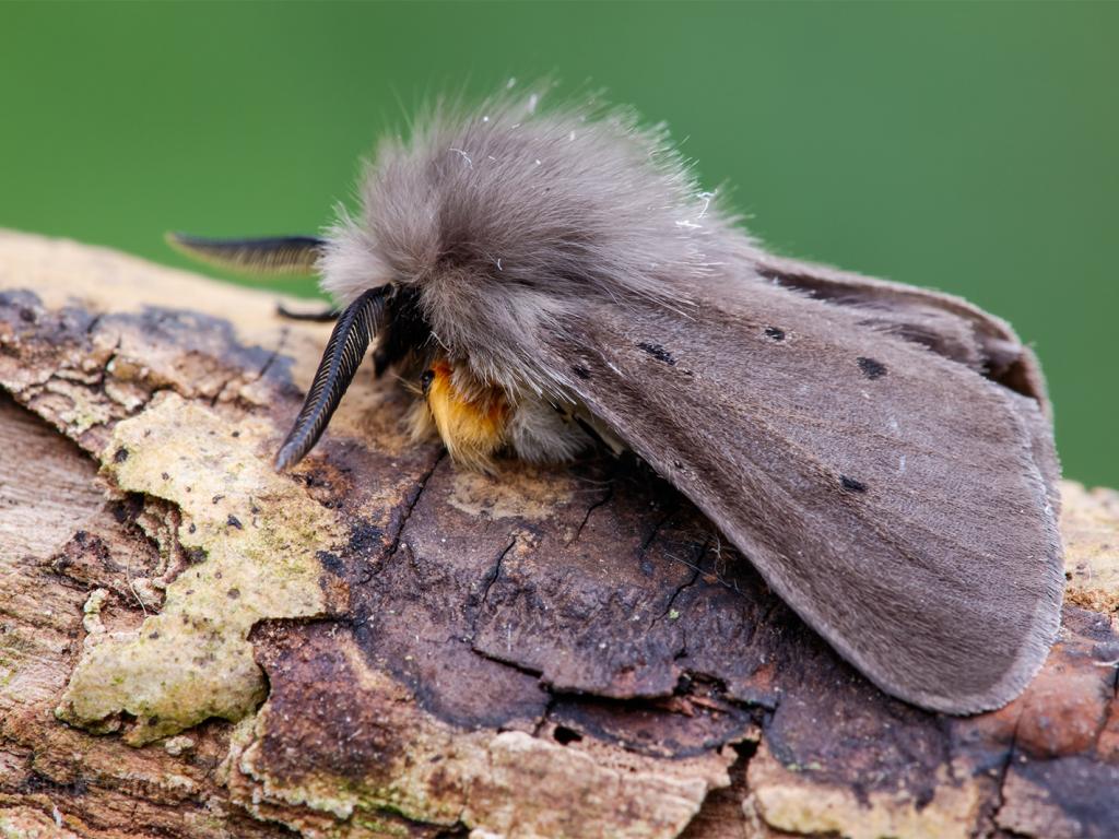 Muslin Moth (male) - Heath McDonald