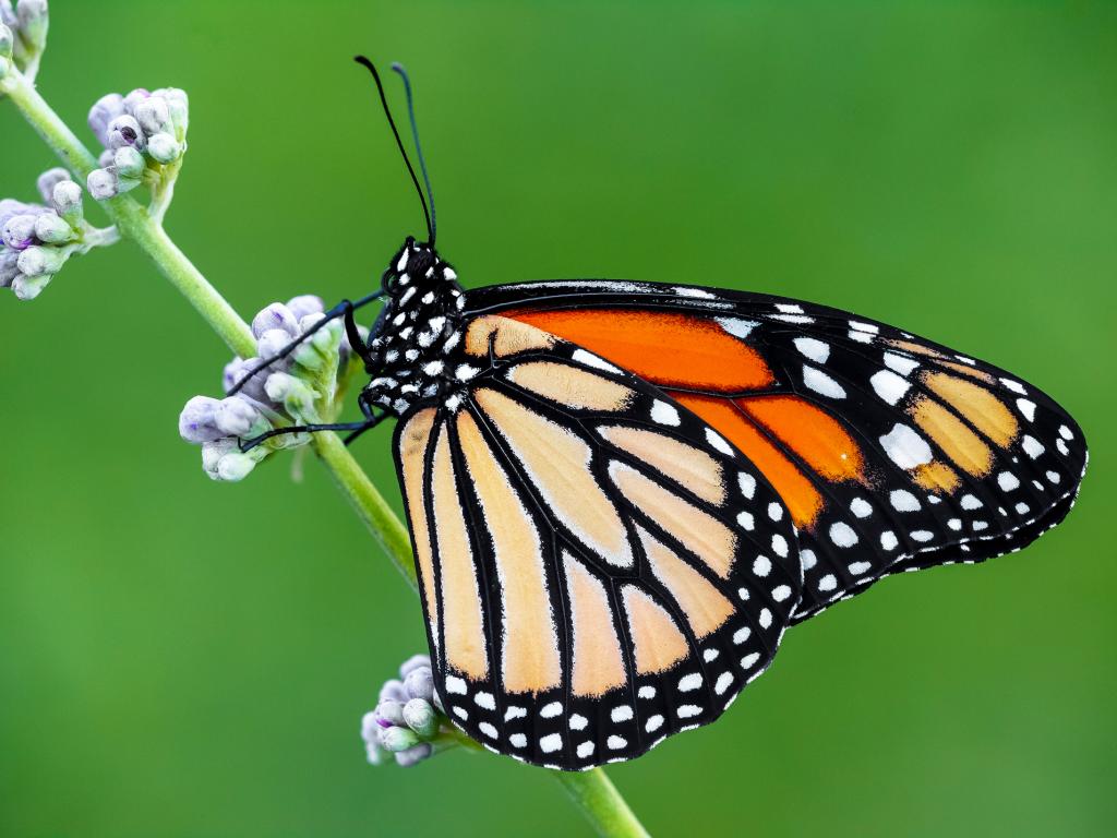 Monarch (female/underwing) - Adam Gor