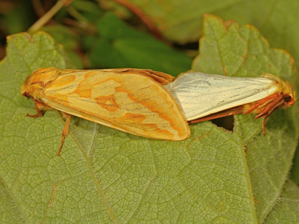 Ghost moth (female & male) - Mark Joy