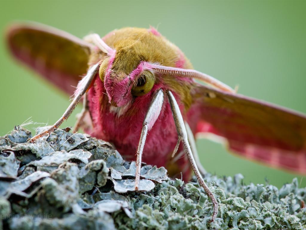 Elephant Hawk-moth - Heath McDonald