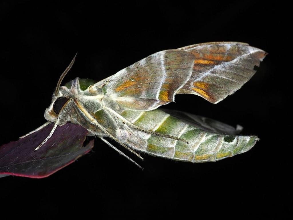 Oleander Hawk-moth (underside) - Paul Parsons