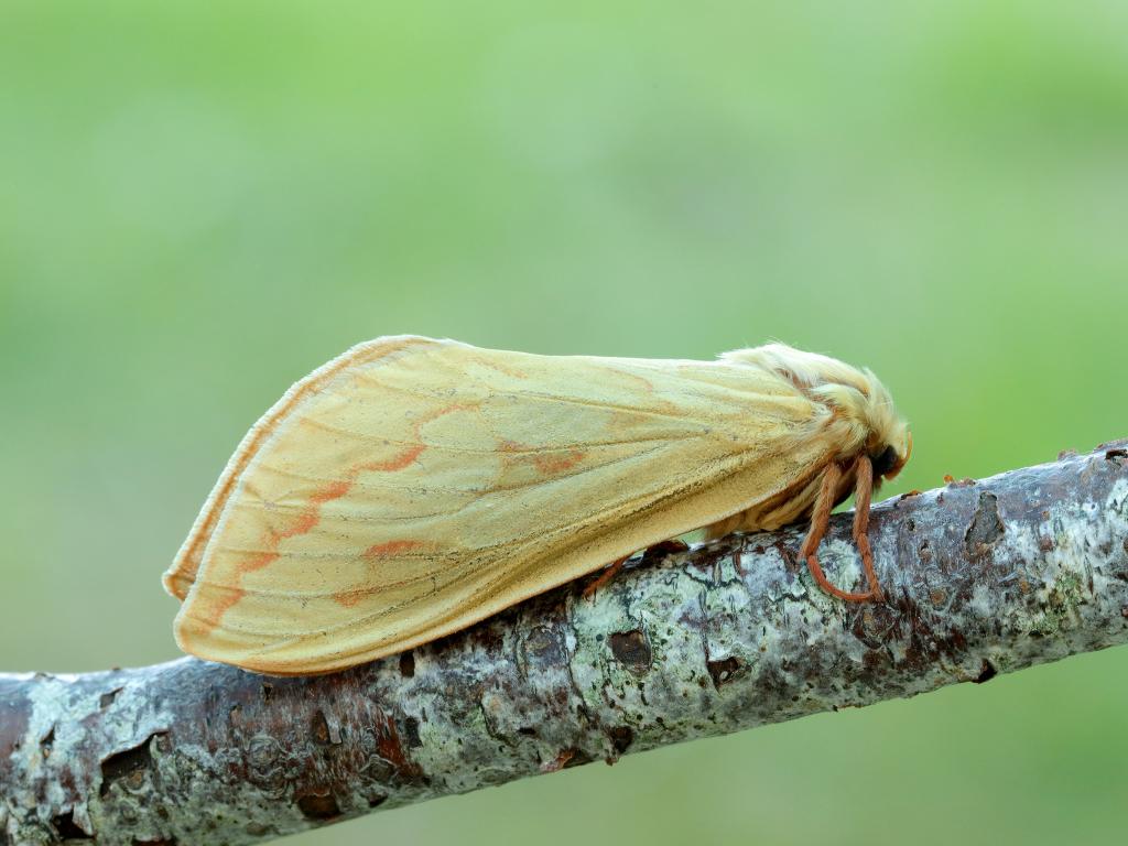 Ghost moth (female) - Iain Leach