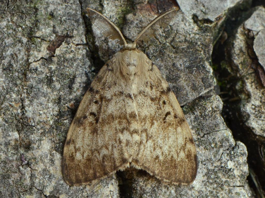 Gypsy moth (male) - Vlad Proklov
